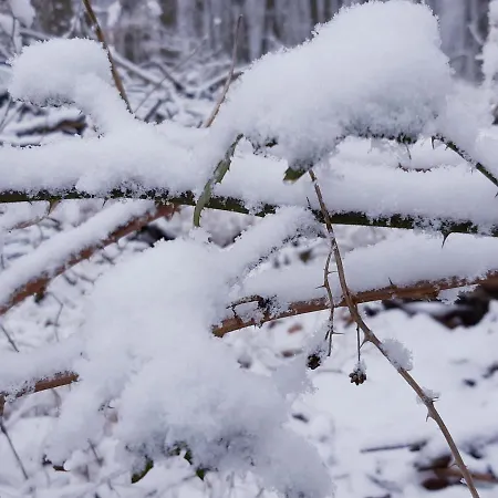 Britta Kietzmann 펠트베르크